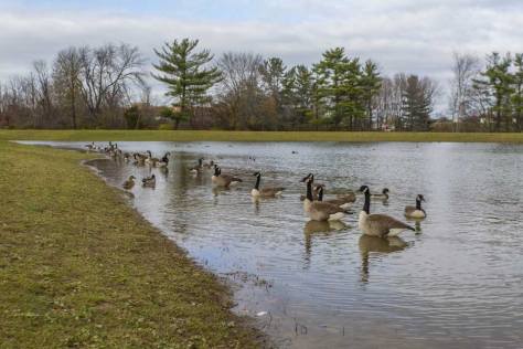 Pond with geese in Westminster, MD
