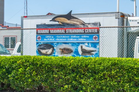 marine mammal stranding center brigantine nj
