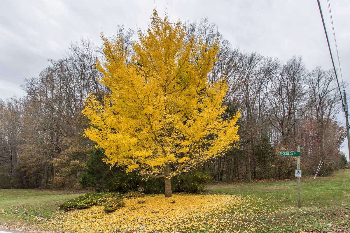 Yellow tree in Goochland, VA