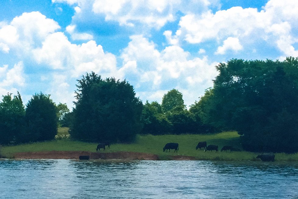cows in lake anna va
