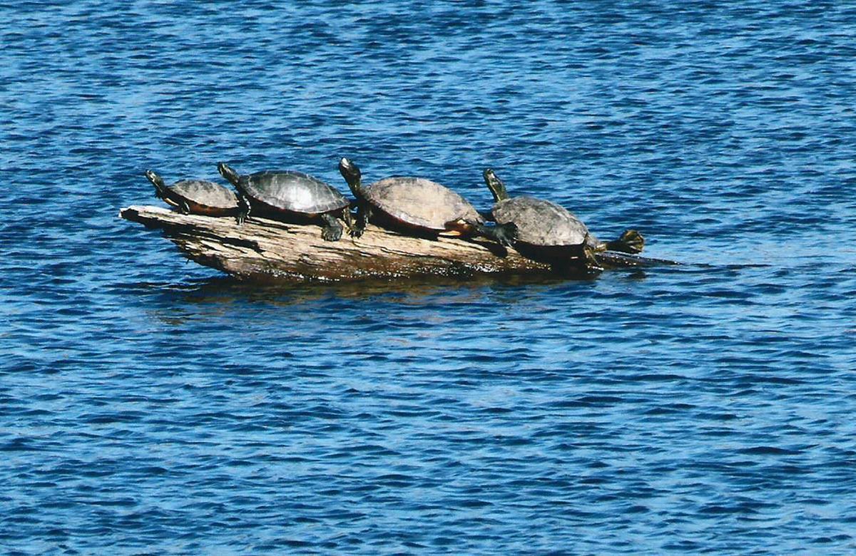 Turtle Log Hertford is know for its famous Turtle Log located in the Pequimans River alongside the Hertford-Winfall Causeway. For generations, children have learned how to count as they travel the Causeway looking to spot how many turtles sunning on the log. The turtle-occupied log was first spotted in a photograph taken over 100 years ago. in Hertford, NC